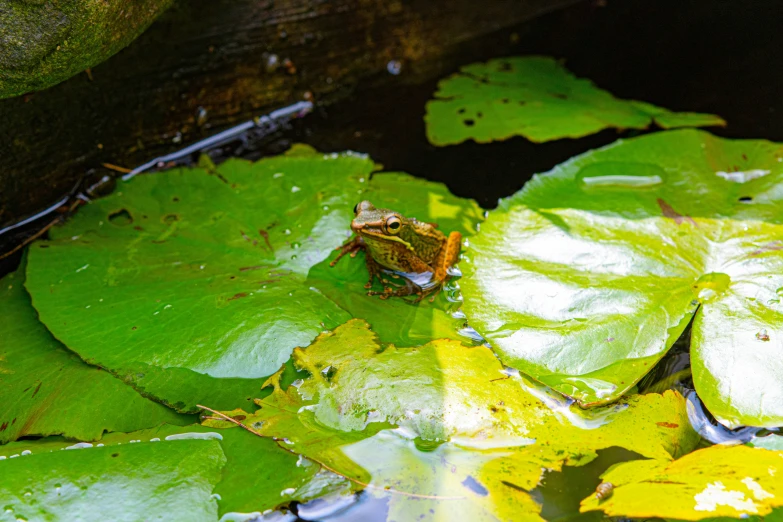 a bug is standing on green leafy plants in the pond