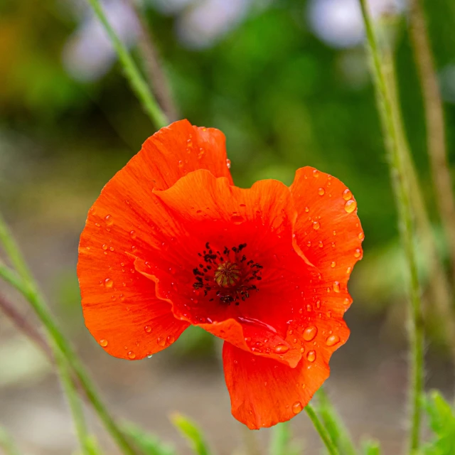 an orange flower is blooming on a sunny day