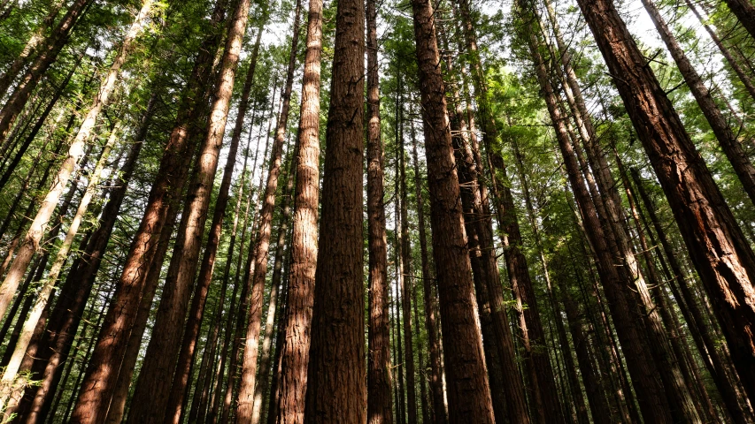 tall pine trees in the forest under the sun