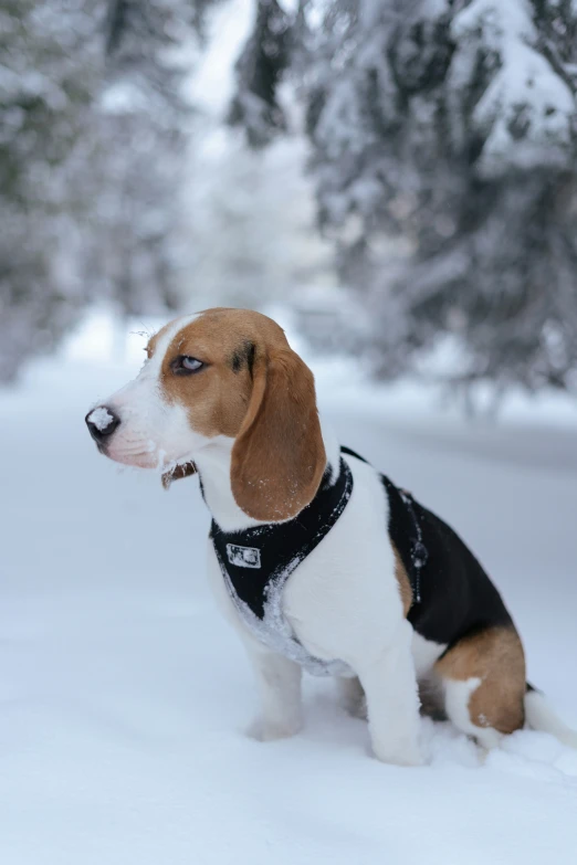 a small dog with brown eyes and black vest in the snow