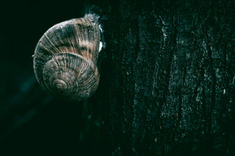 the snail is looking up and down from his birth