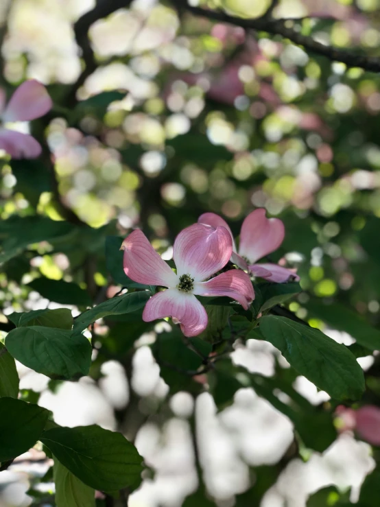 pink flowers are in the midst of green leaves