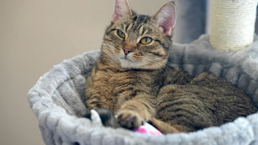 the cat is sitting in the dog bed