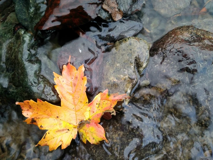 a lone autumn leaf rests in shallow water