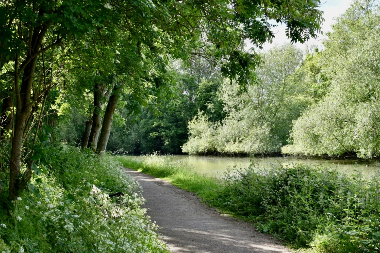 a path is going along a wooded river