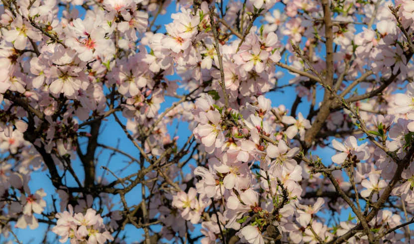 nches of cherry blossomed trees in the blue sky