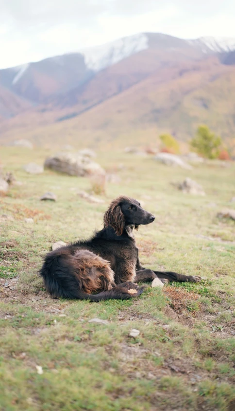 a black dog sitting in the grass with mountains in the background