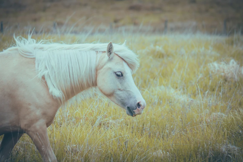 a horse with white hair is walking through a field