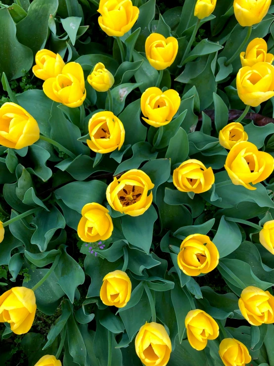 the top view of some very pretty yellow tulips