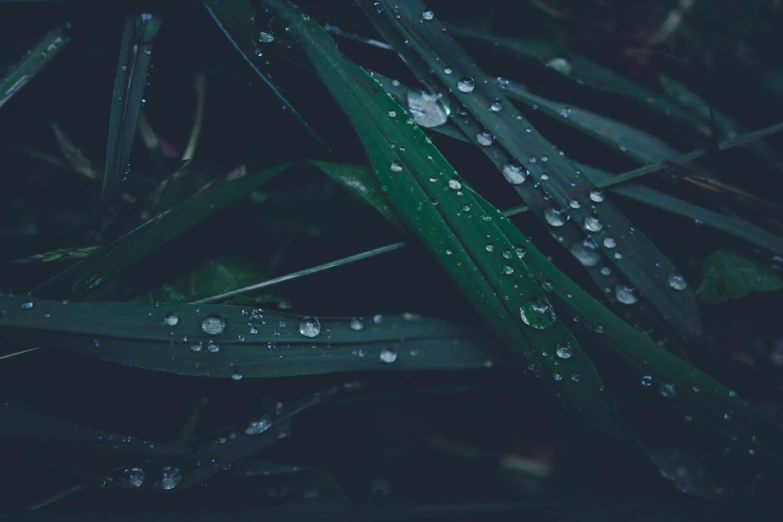 wet green grass with drops of water on them