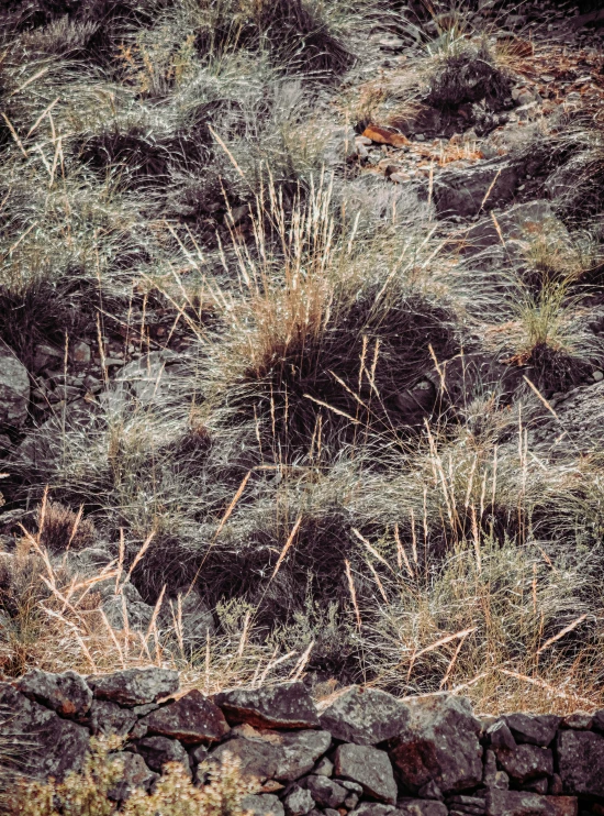 a white bear standing on a dirt hill