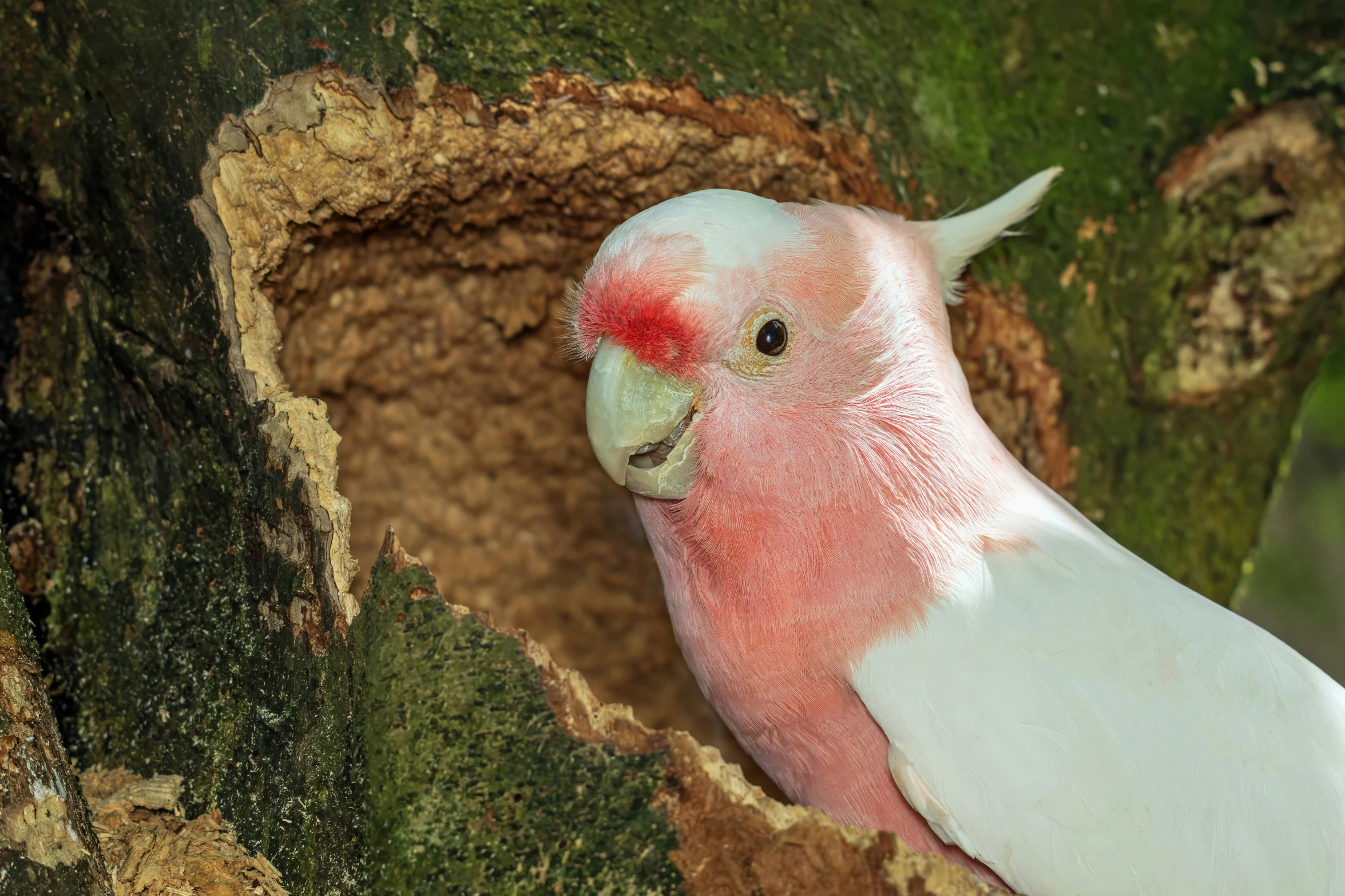 a close up of a white and pink bird near tree