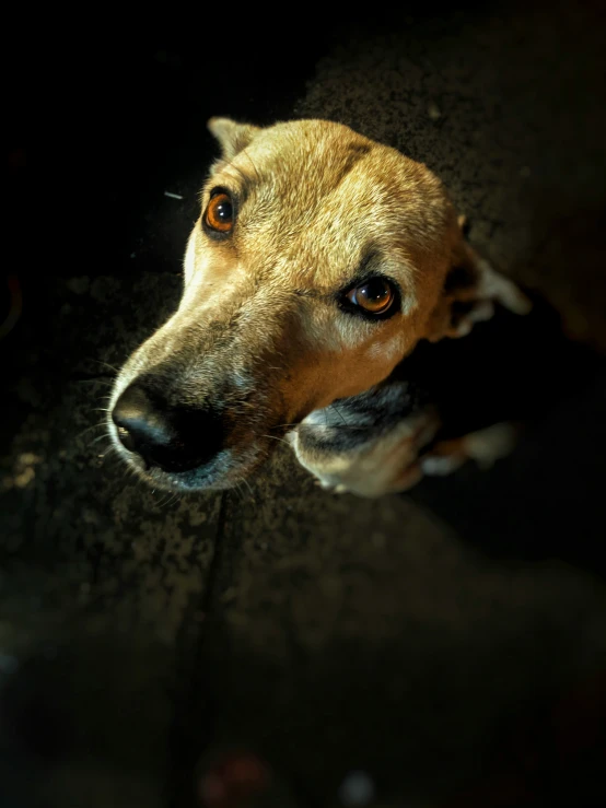 a brown dog with an intense look is looking up