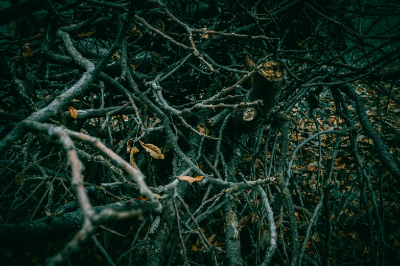 an old tree filled with leaves on a rainy day