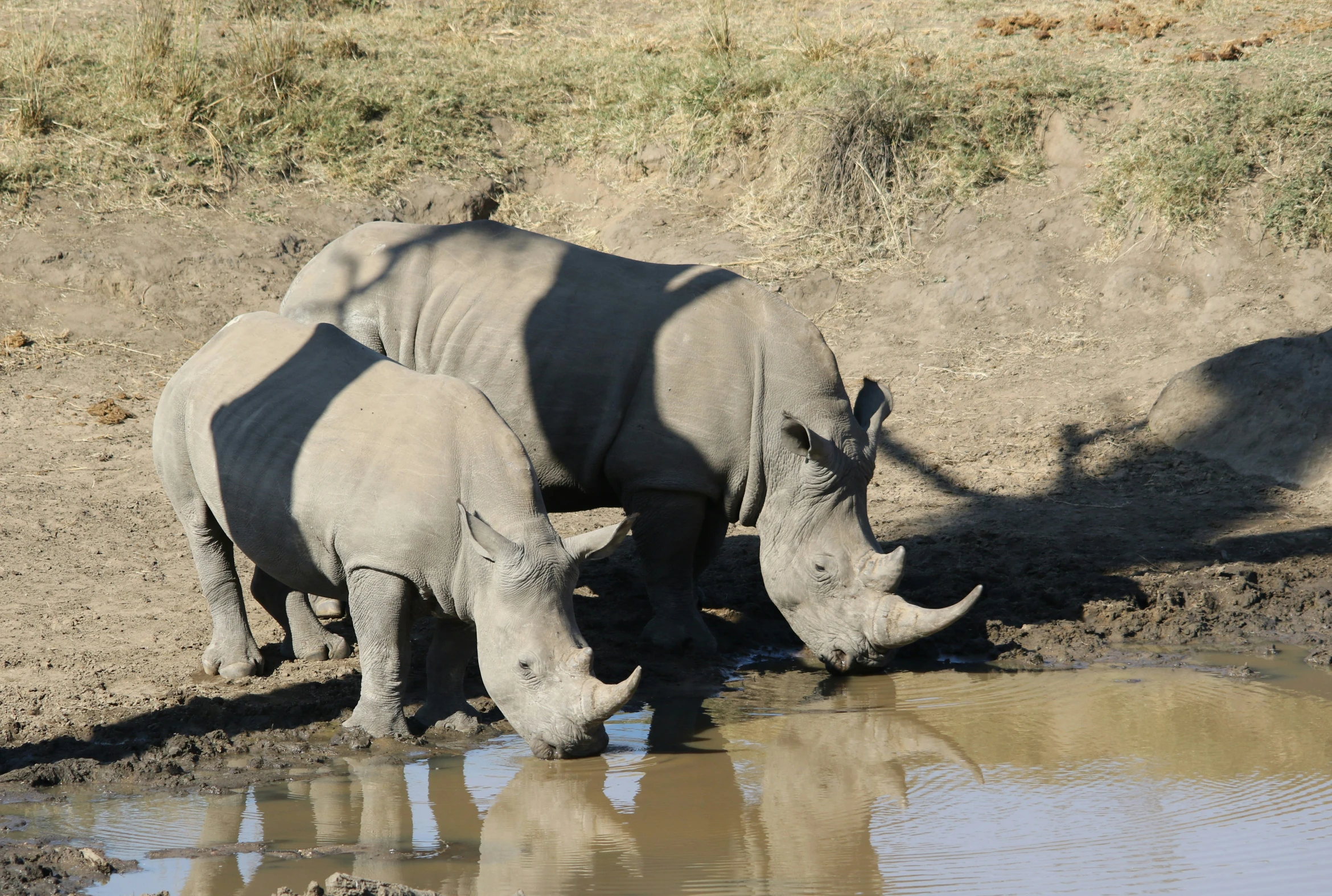 two white rhinos are standing in the mud and drinking water