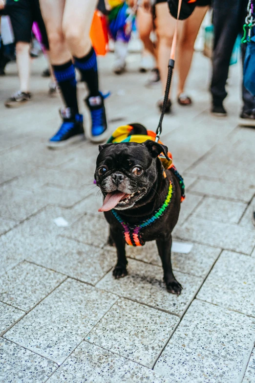 a small black dog in colorful clothes with people walking by