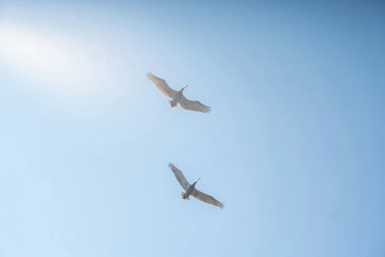 two birds flying in the sky with their beaks open