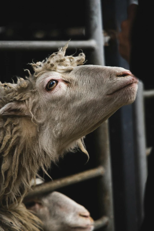 the young sheep is being held in a cage