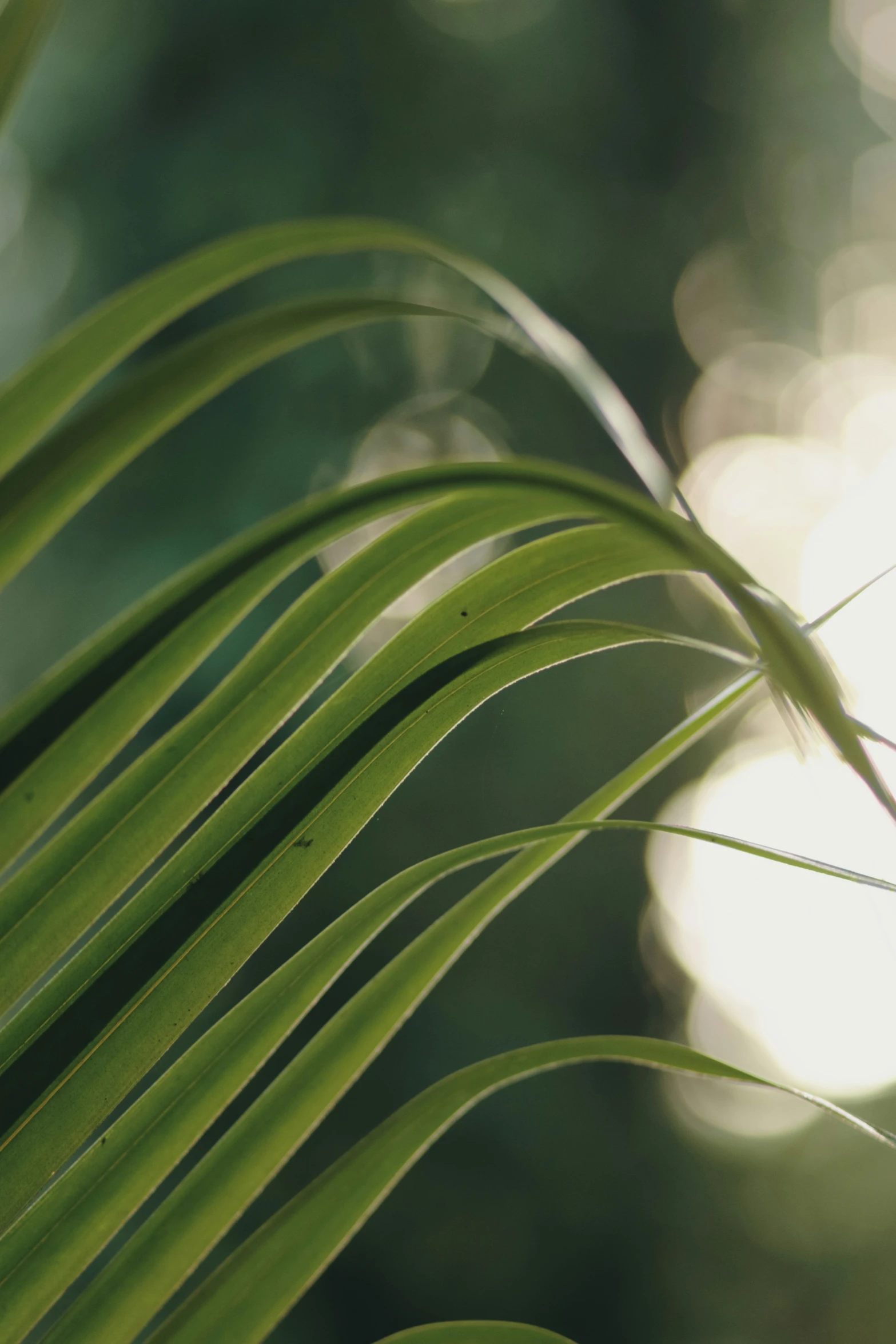 close up of a single green leaf on tree