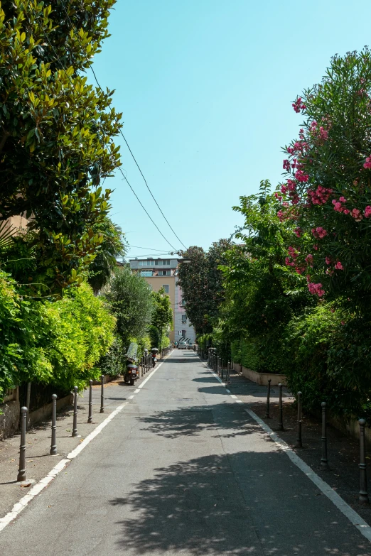 trees lining the street in an otherwise empty area