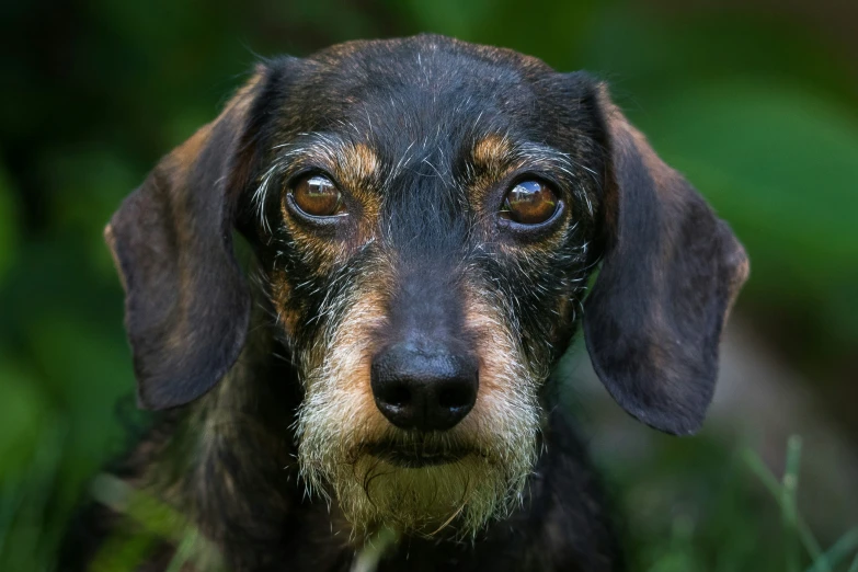 a small black and tan dog in the grass