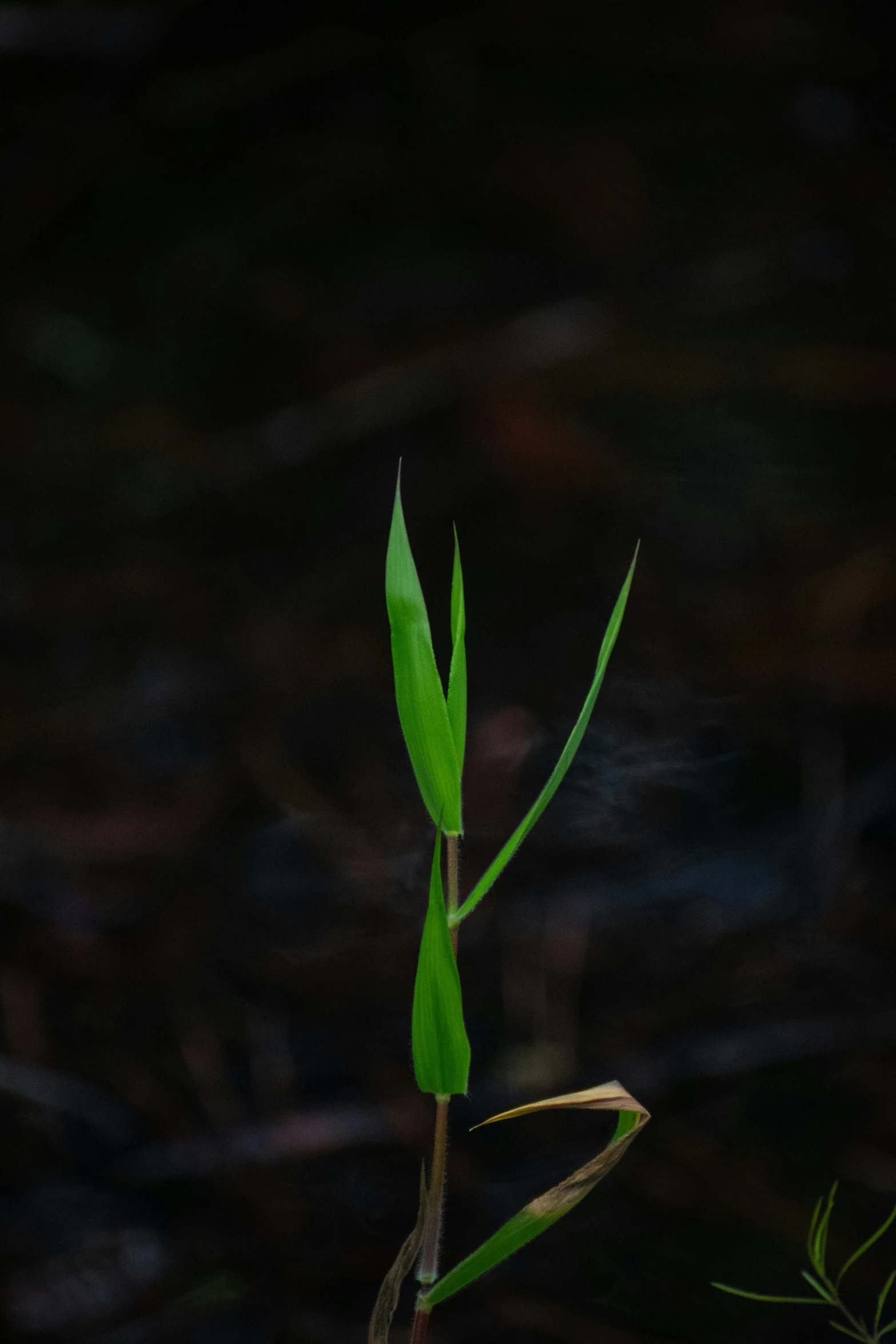 a small green plant has thin stalks with dark leaves