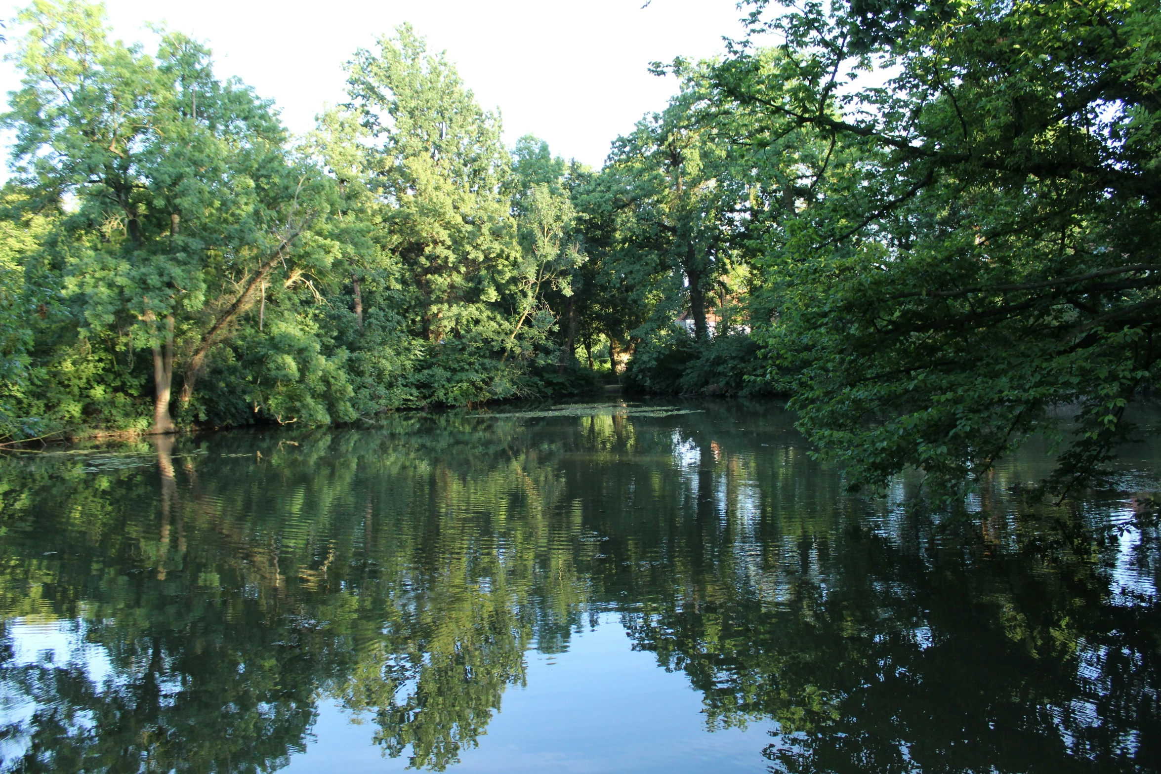 a small body of water near a bunch of trees