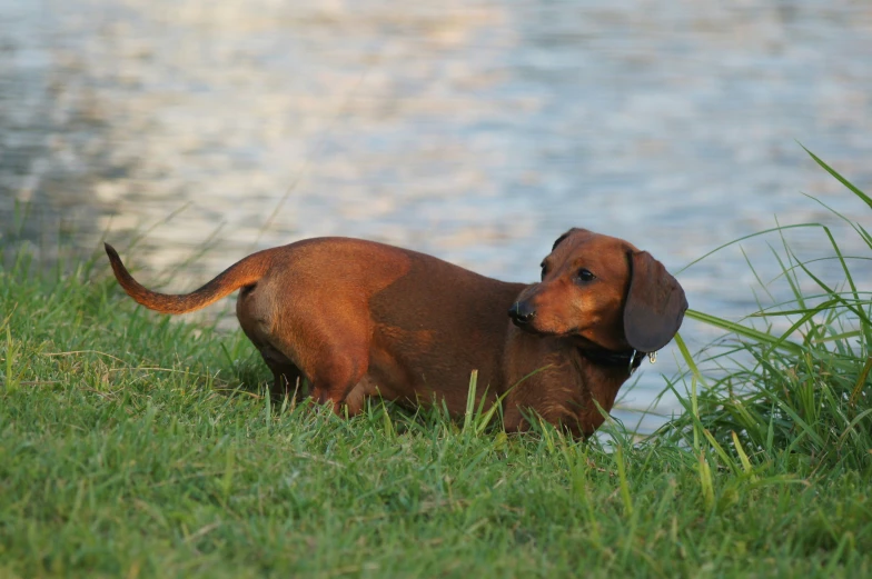 an brown dachshund sits in the grass beside water