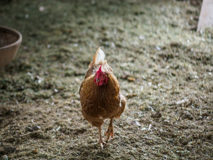 a hen in a yard near some wooden poles