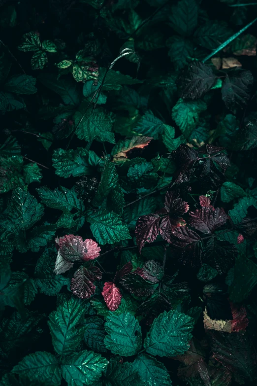 a group of green and red leaves that are growing