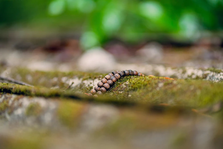 a caterpillar is laying on top of a moss