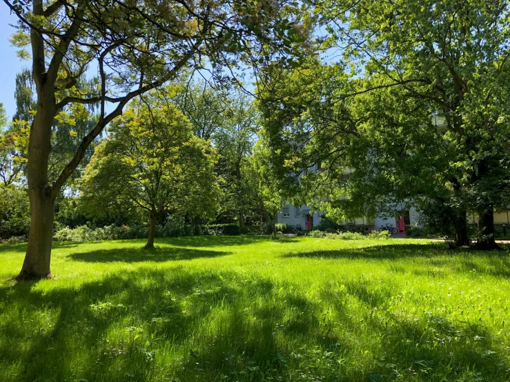 an open grassy area between two trees with grass growing up to it