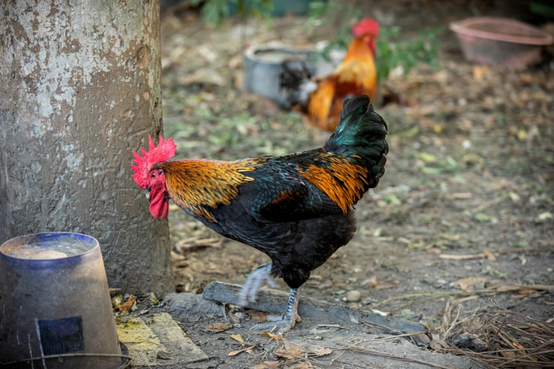 a rooster with a red comb stands near the trunk of a tree