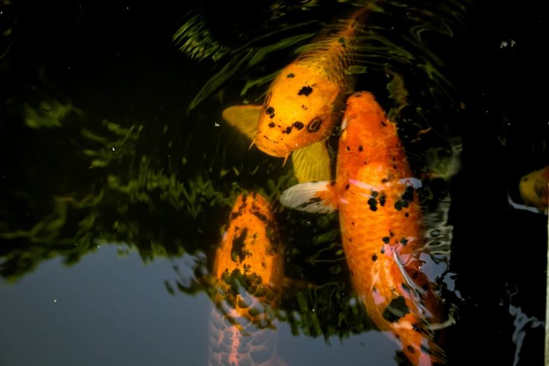 an assortment of colorful fish swim in a pond