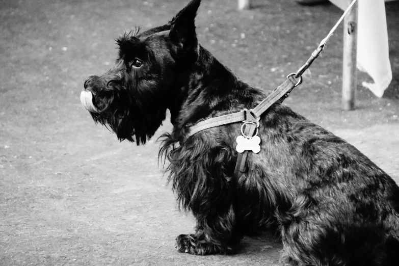 black dog sitting on the ground with a collar and leash