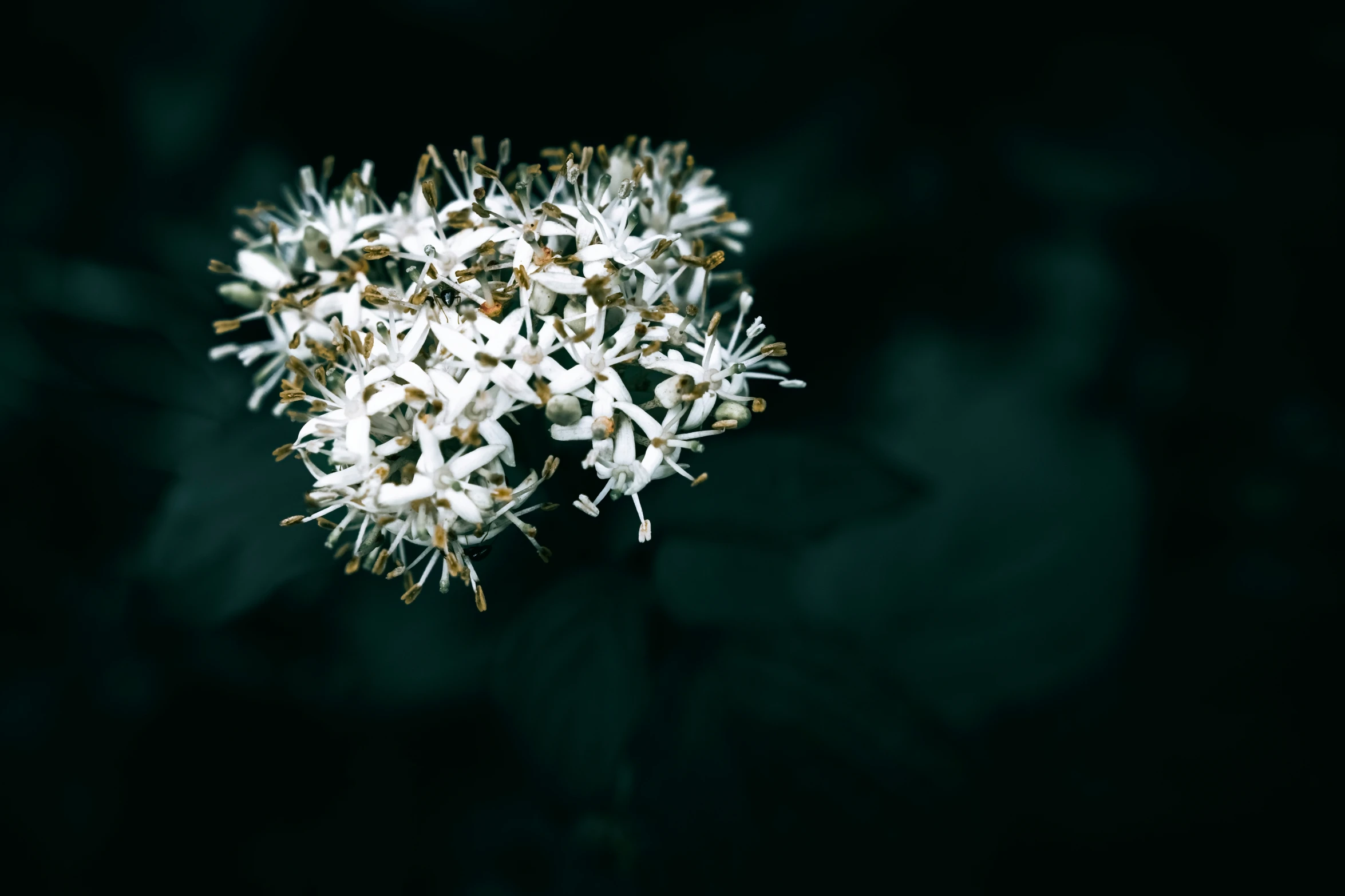 the blossoms on a tree are white