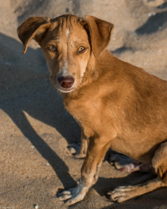 a large brown dog sits on the sandy ground