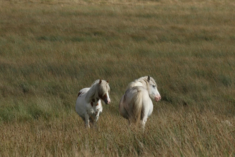 two horses in a grassy field with brown grass