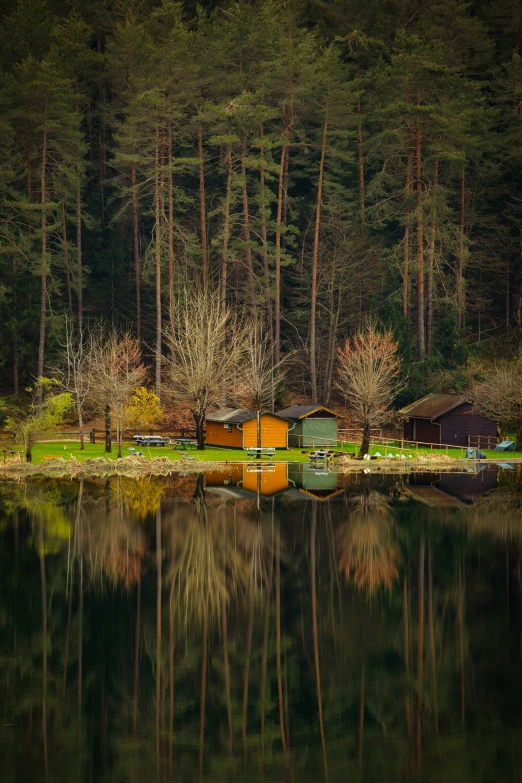 trees and buildings reflecting in water near a forest