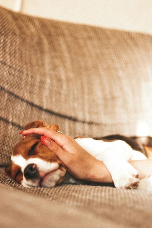 a small dog sleeping on the couch next to its owner