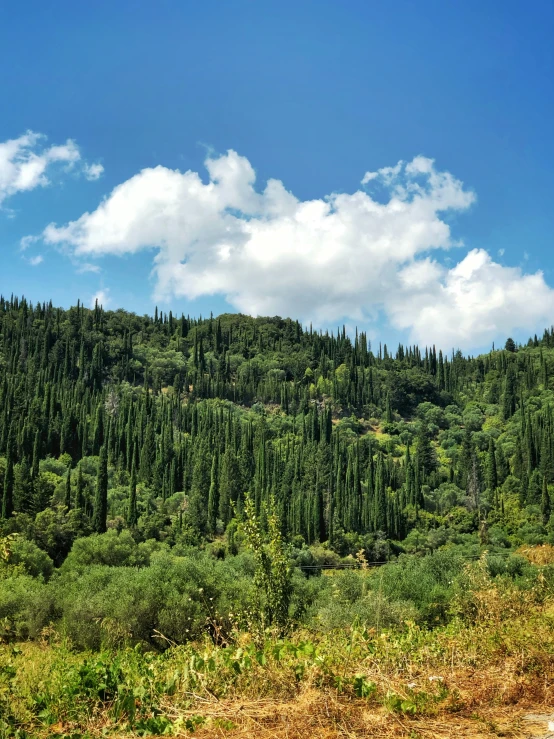 a po with many trees on a hill