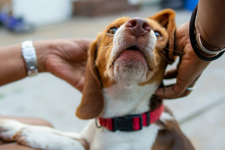 a brown and white dog with it's head in the air