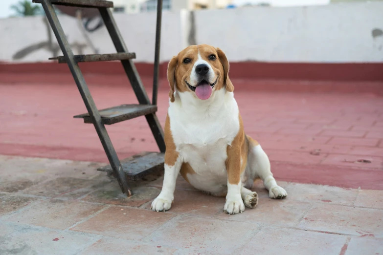 a dog sits by a small chair on a sidewalk