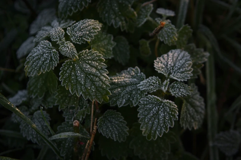 a green leaf covered in frost next to other plants