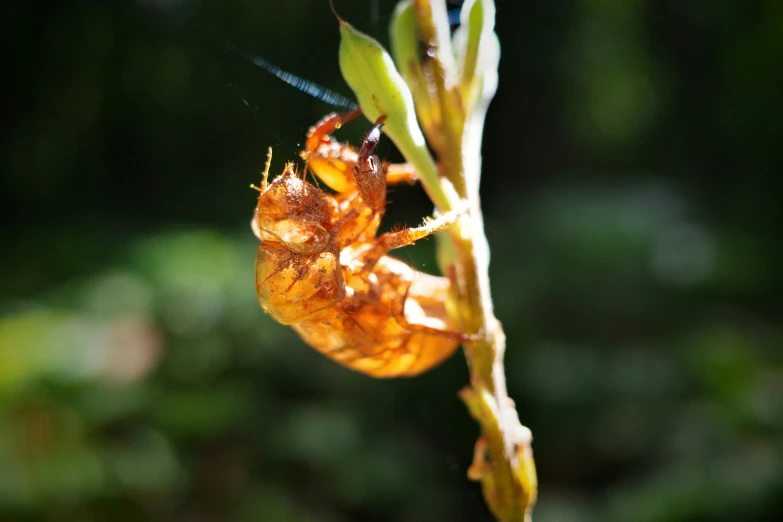 a bug is crawling in a flower, with green background