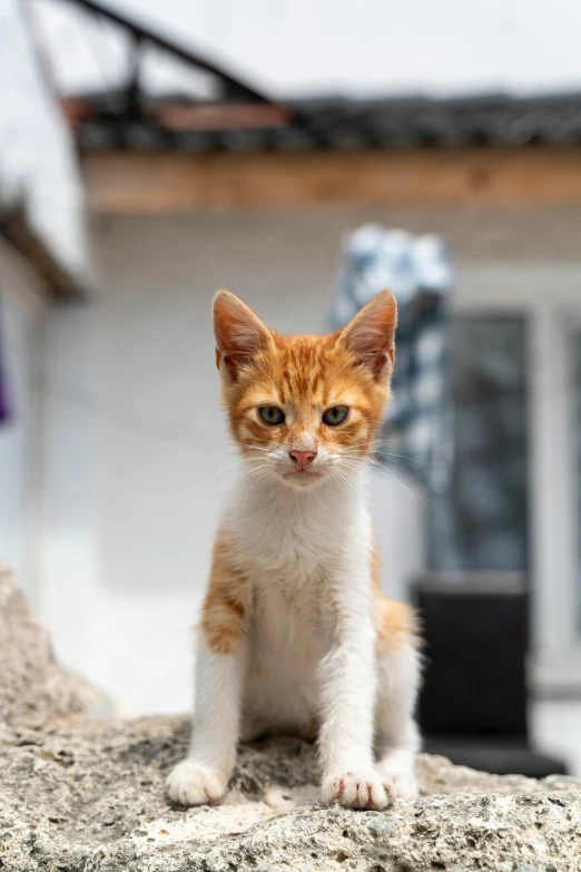 a kitten sits in the rocks on top of a building