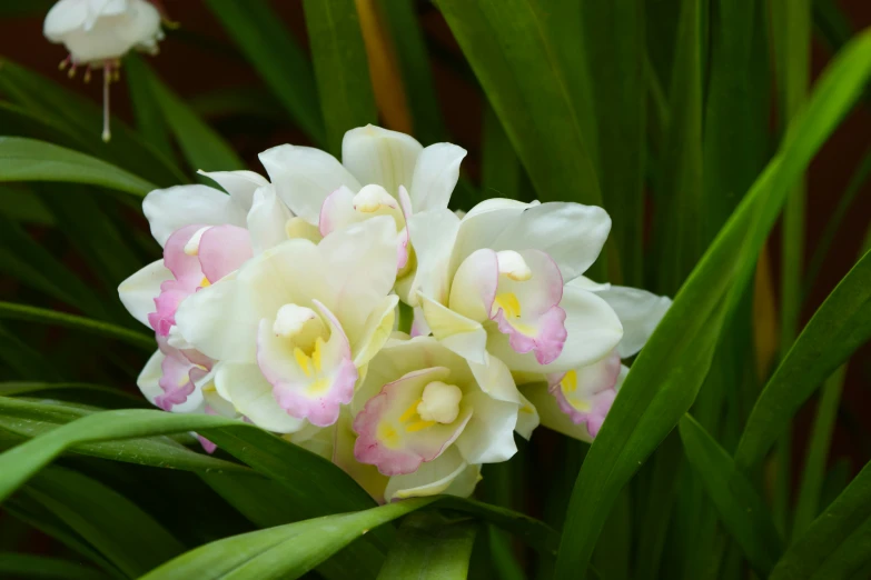 a bunch of white flowers in the middle of a plant