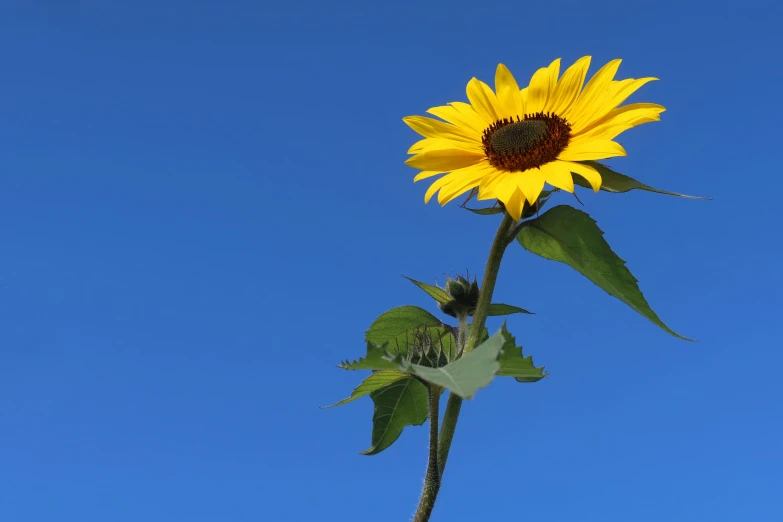 sunflower in blossom and clear blue sky on sunny day