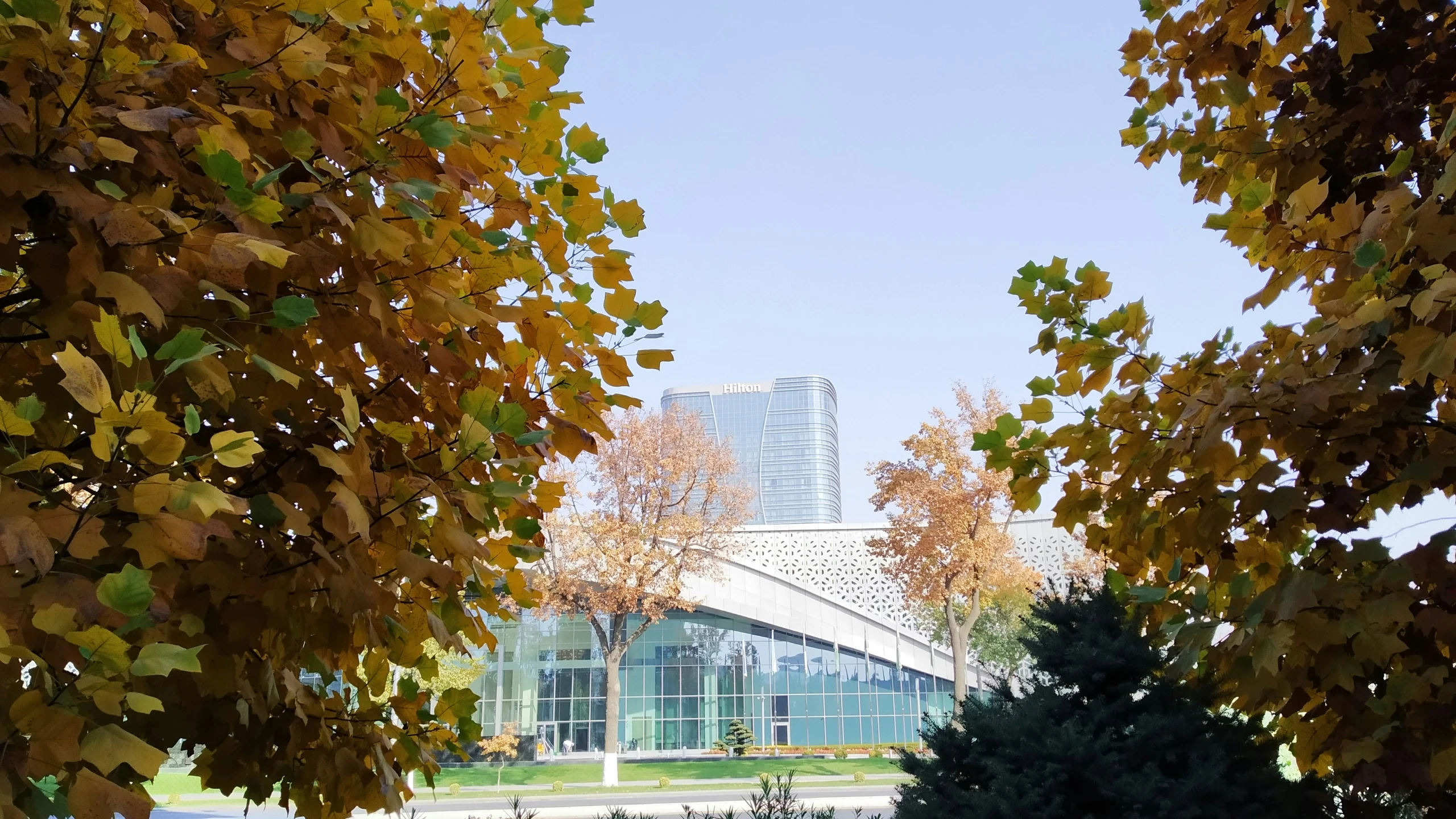 some leaves in a park near a building