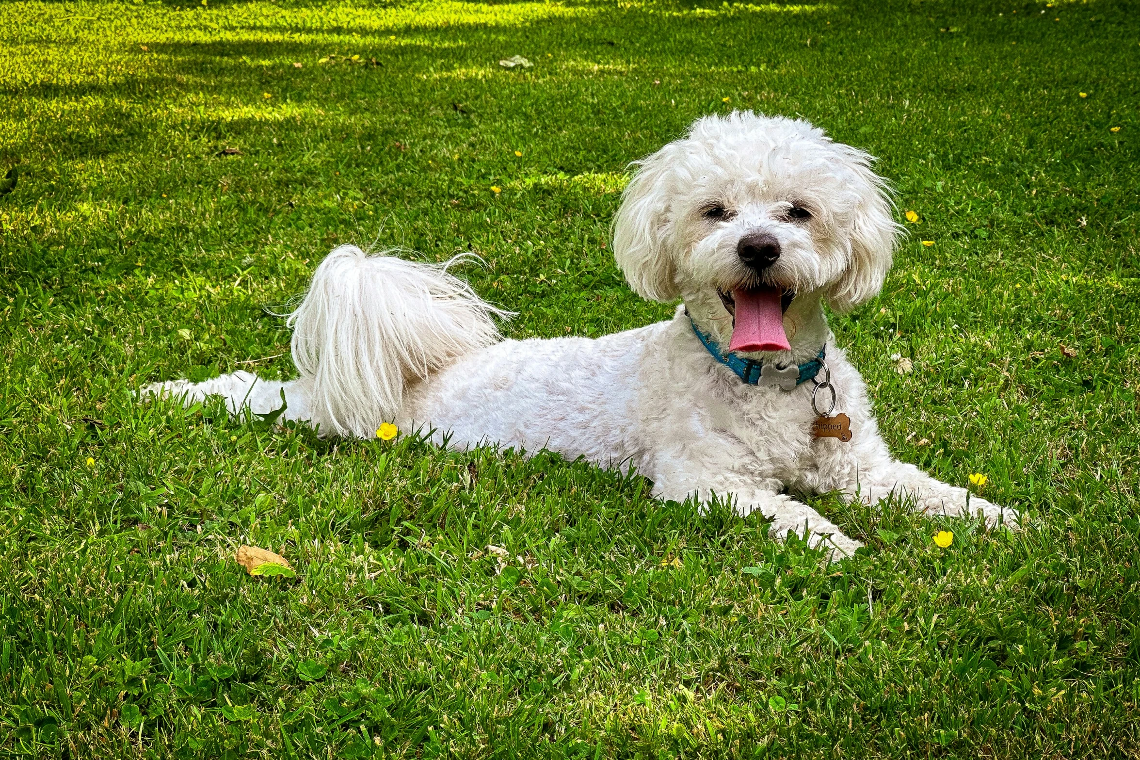 a white dog lying on the grass in a park